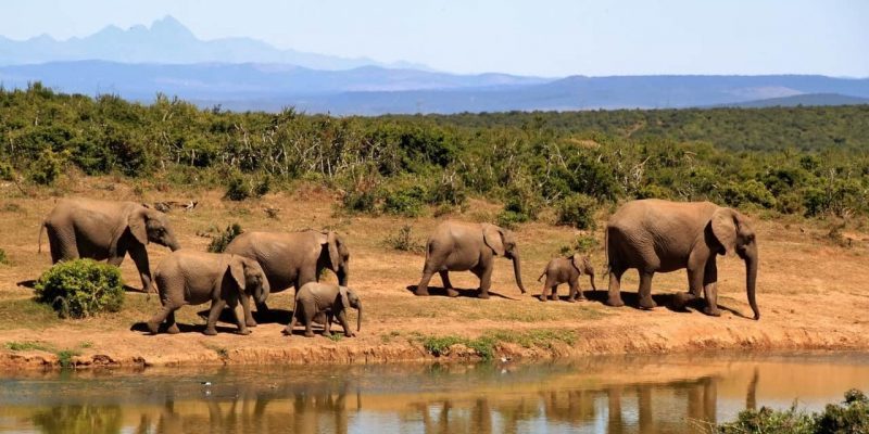 elefantes - Africa