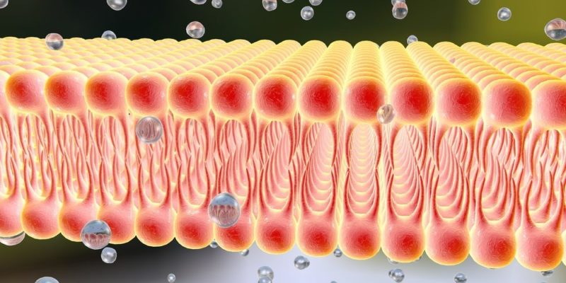 Lípidos - membrana nuclear