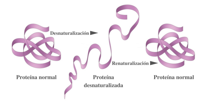 Proteína - Desnaturalización