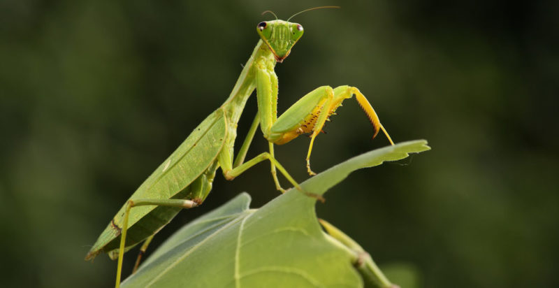 Animales invertebrados - Mantis religiosa