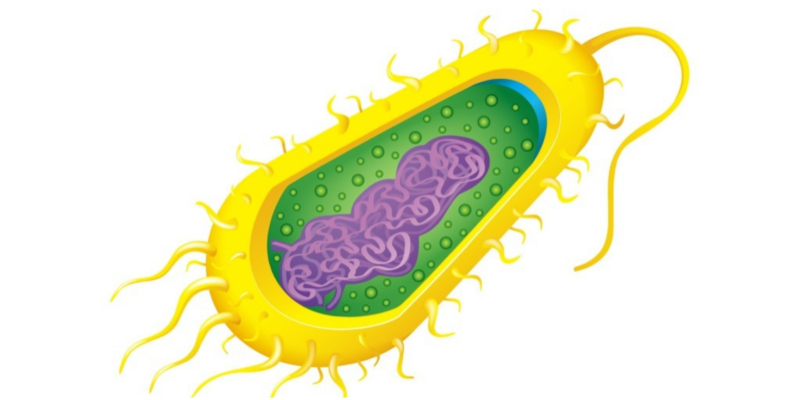 Citoplasma - célula eucariota