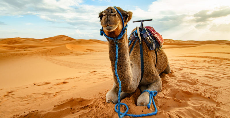 clima árido - desierto - camello