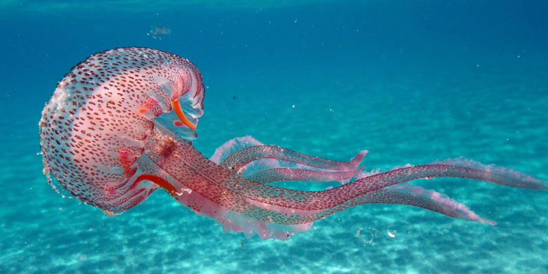 Animales invertebrados - medusa
