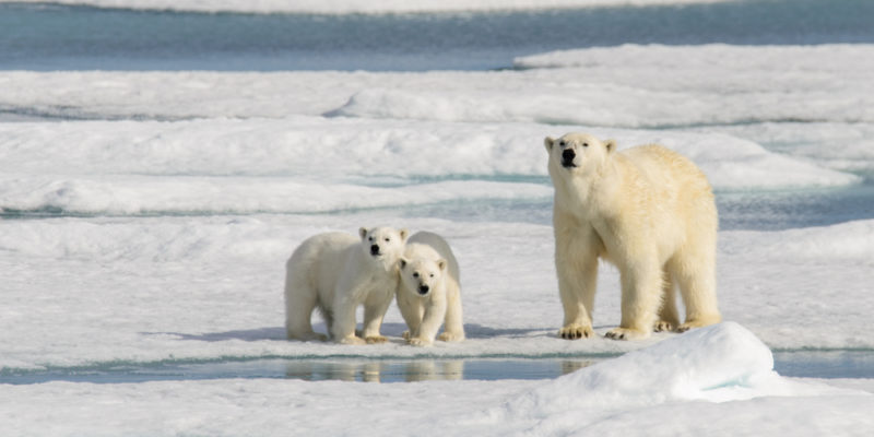 Clima polar - oso polar