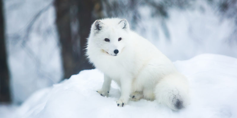 clima polar - zorro ártico