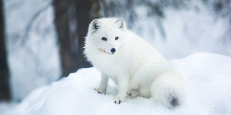 CARACTERÍSTICAS del CLIMA POLAR - ¡Resumen!