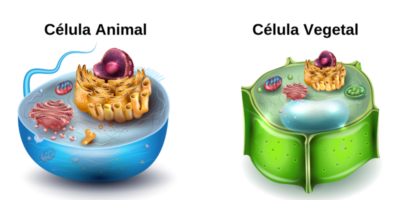 Núcleo celular - Célula animal y vegetal
