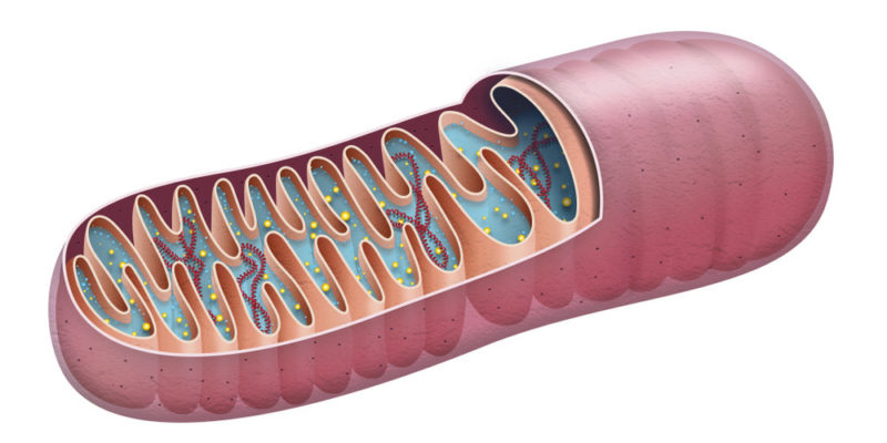 Enzimas - mitocondrias