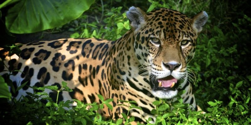 América Latina - jaguar
