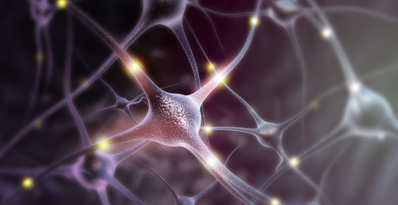 Cerebelo - neuronas