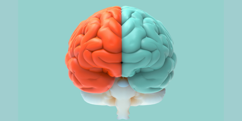 cerebro - hemisferios