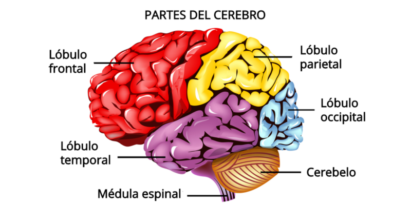 lava cajón Cubo Cerebro: partes, funciones, características y enfermedades