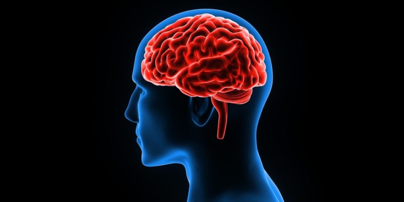  Cerebro  partes, funciones, características y enfermedades
