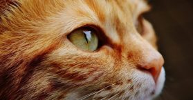 Gato