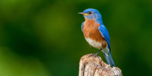 Aves