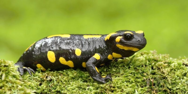 Anfibios - salamandra