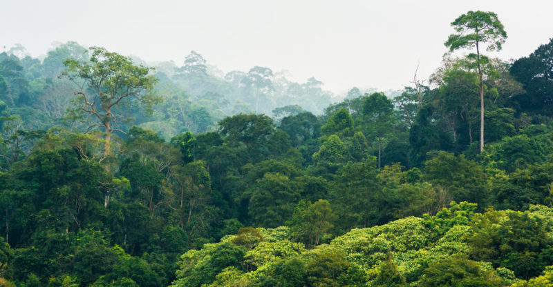 Bosque Tropical: flora, fauna, tipos y características