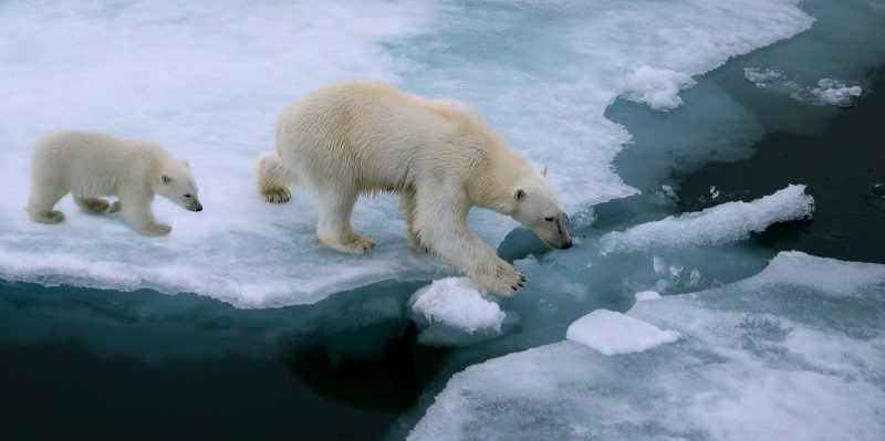 oso polar - calentamiento global