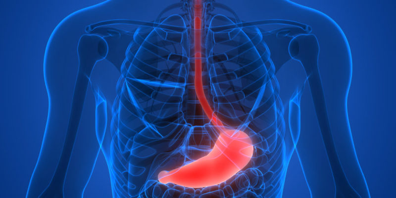 Sistema digestivo - estómago
