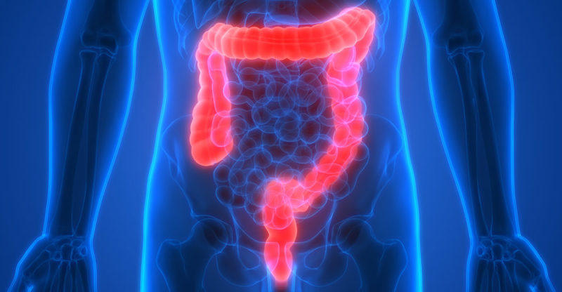 Intestino grueso - sistema digestivo