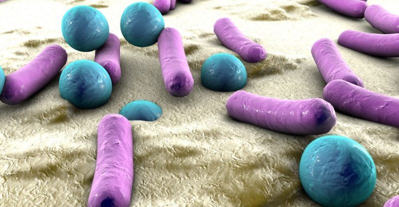 virus - bacterias