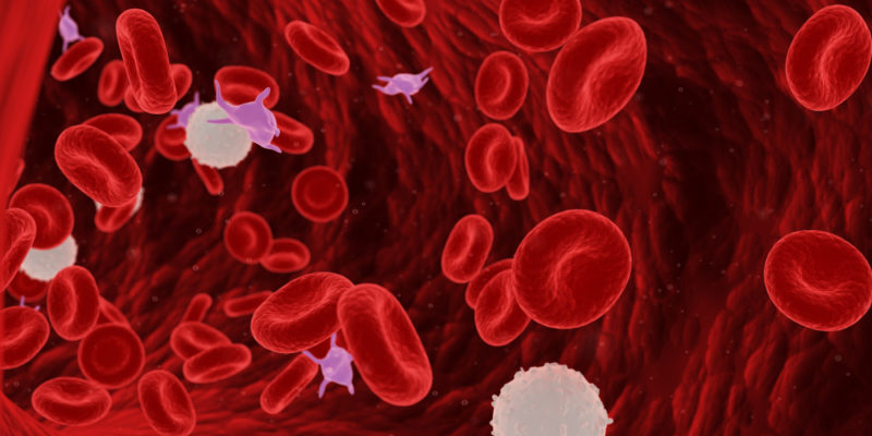 cuerpo humano - glóbulos rojos