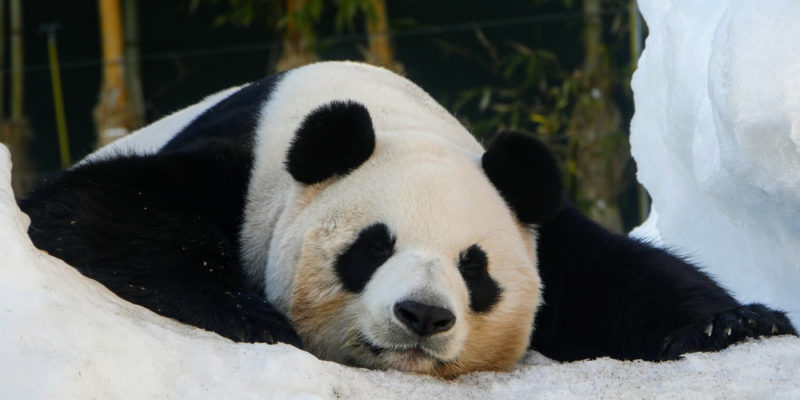 Oso Panda: hábitat, apariencia, alimentación y características