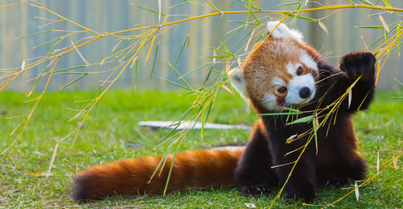 Oso Panda: hábitat, apariencia, alimentación y características