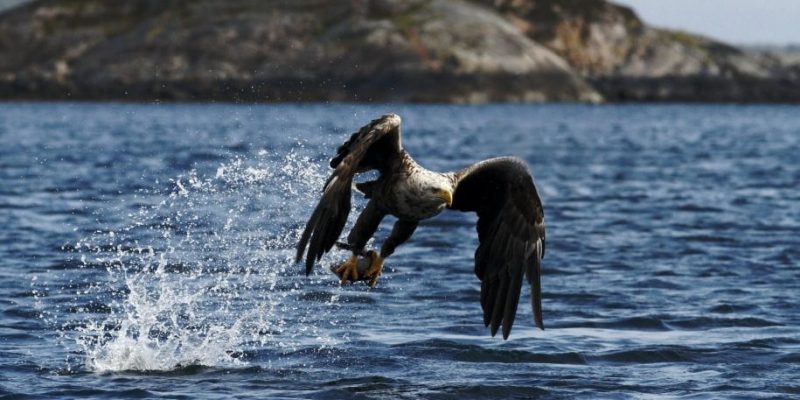 Aguila cazando pez