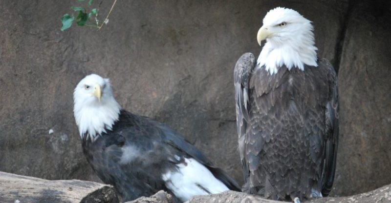 Águila: hábitat, reproducción, especies y características