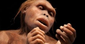 Australopithecus