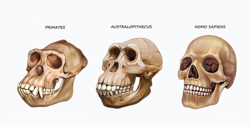 Australopithecus