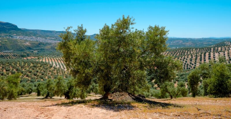 Clima mediterráneo