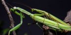 Mantis Religiosa: alimentación, hábitat y características