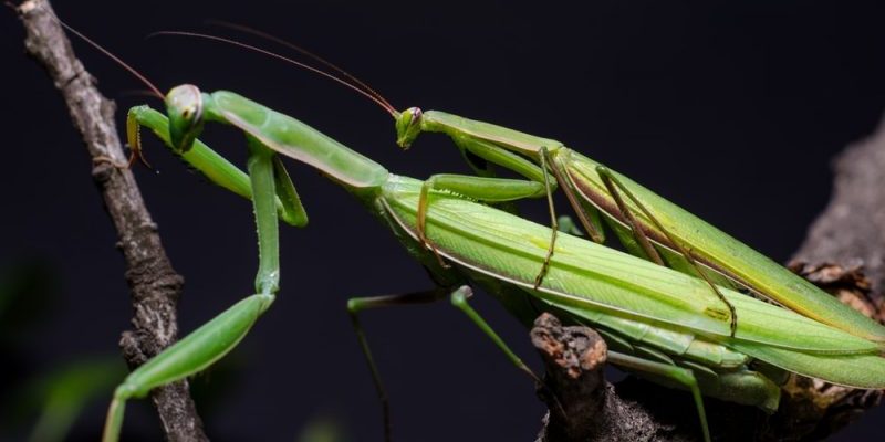 Mantis-religiosa-reproduccion