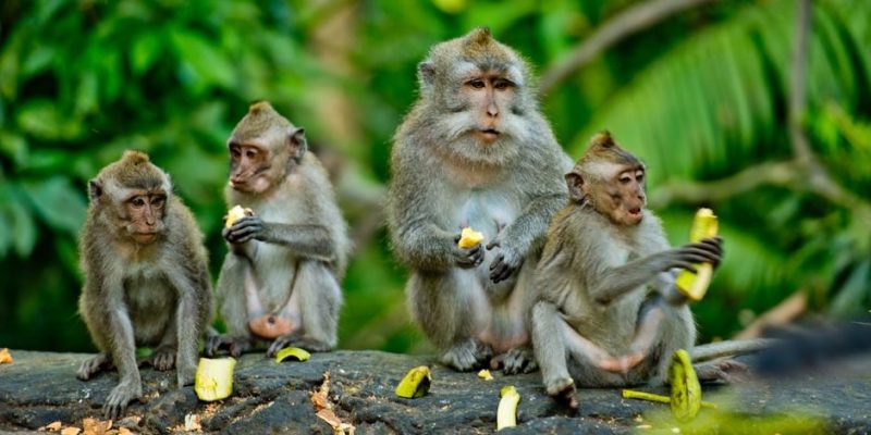 inyectar aprender libertad Mono: hábitat, tipos, alimentación y características