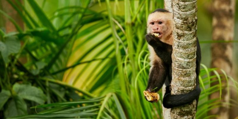 inyectar aprender libertad Mono: hábitat, tipos, alimentación y características