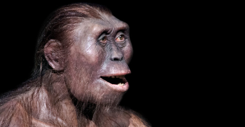 Australopithecus