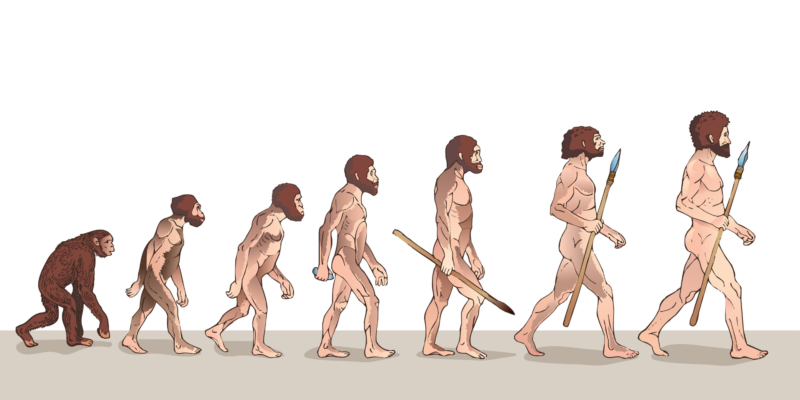 Australopithecus