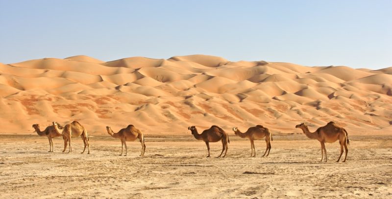 Medio Oriente - Camello