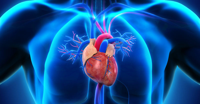 sistema muscular - corazón