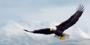 Águila