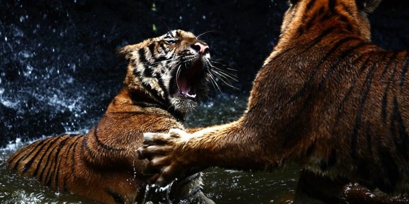 Enfrentamiento entre tigres