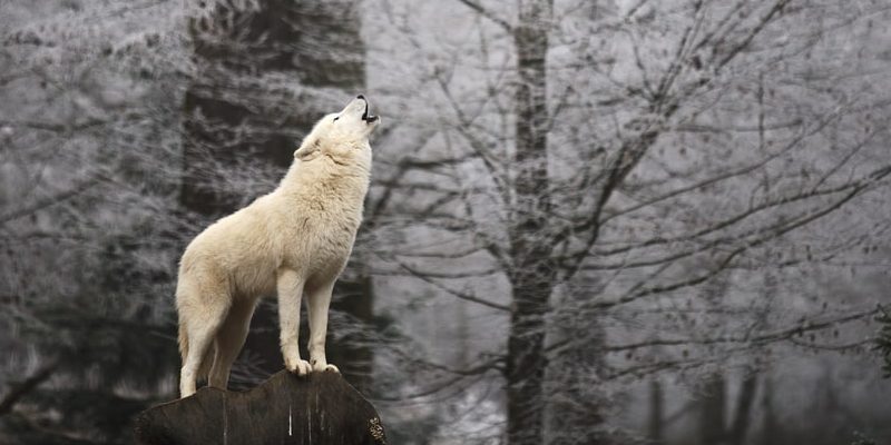 10 Características del Lobo