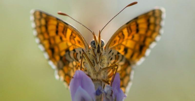 Mariposa antomía