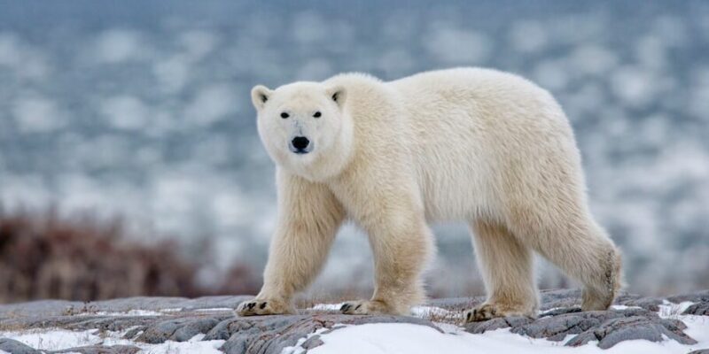 Polo Norte: flora, fauna, habitantes, tipos y características