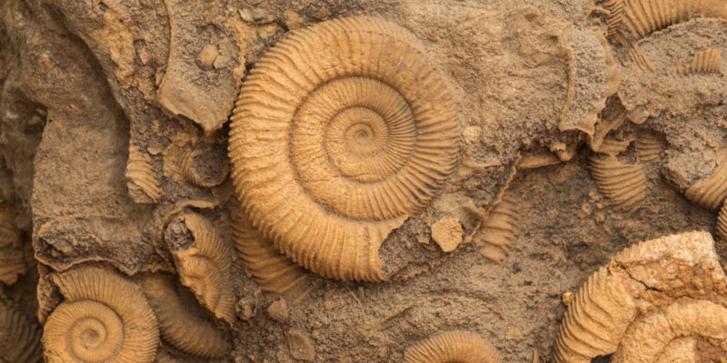Fósiles: surgimiento, clasificación y características
