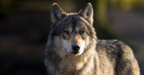 Lobo