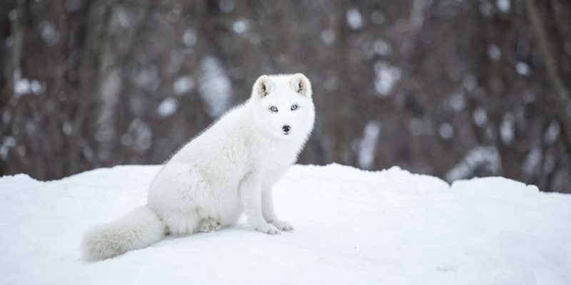 lobo ártico