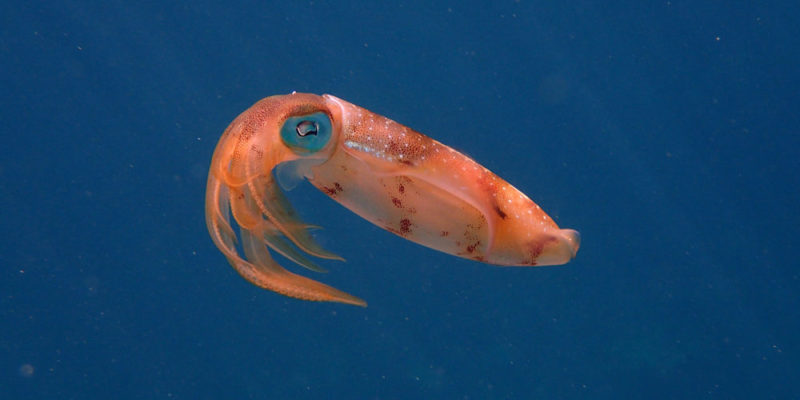 moluscos - calamar